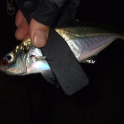 アジ・メバル狙いからチヌ・シーバス狙いへ