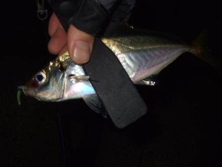 アジ・メバル狙いからチヌ・シーバス狙いへ