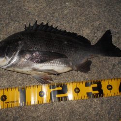 日没後にパタパタとヒット