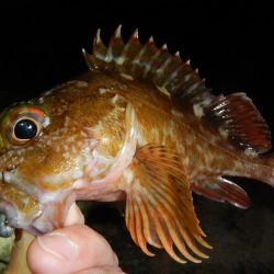 良く引きました