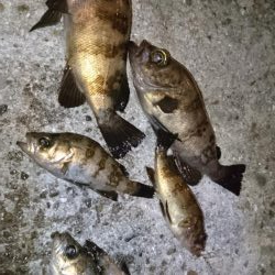 久しぶりにメバリング