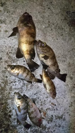 久しぶりにメバリング