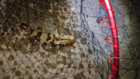 シーバス釣りでも結果は(-_-)