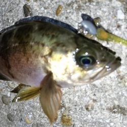 今夜もメバリング