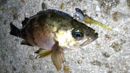 今夜もメバリング