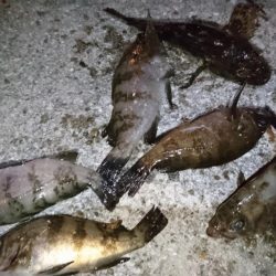 癒しのメバリング