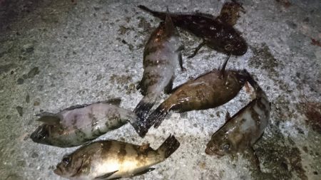 癒しのメバリング