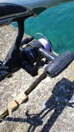 ヤエン釣りでアオリイカ