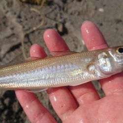 キス釣りスタート