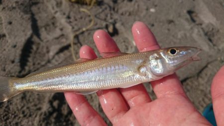 キス釣りスタート