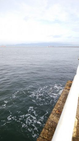 やっと今年初のシーバス