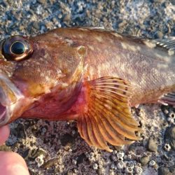 平日の野島堤防でカサゴ探訪