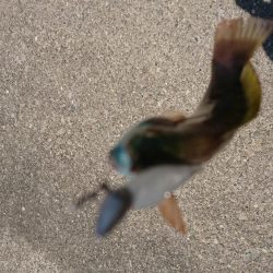 ベイティ2.3インチ