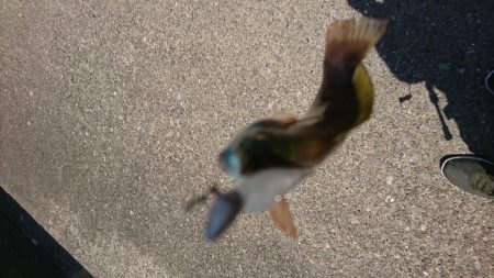 ベイティ2.3インチ