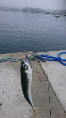 朝マズメ釣行