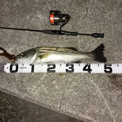 デカメバルはどこへ?