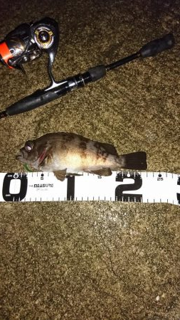 タモは必需品です