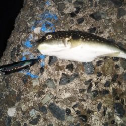 セイゴたまにフッコ