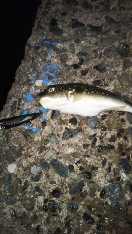 セイゴたまにフッコ