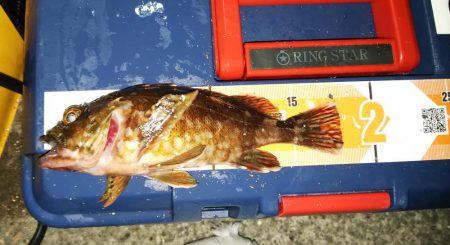 小さいのを数だけは・・・