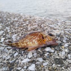 喰い渋るも辛うじて小刀 GET！