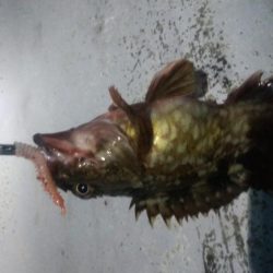 メバル×1 ガシラ×7