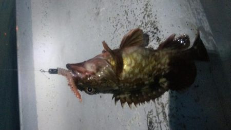 メバル×1 ガシラ×7