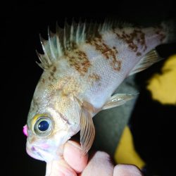 やっときましたキロアップ