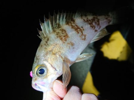 やっときましたキロアップ