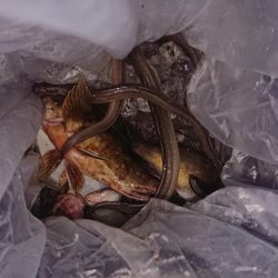 ぶっこみでハネ