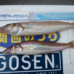 境水道で良型キス狙い