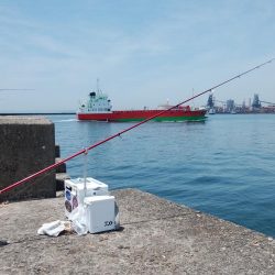 播磨新島のキス情報