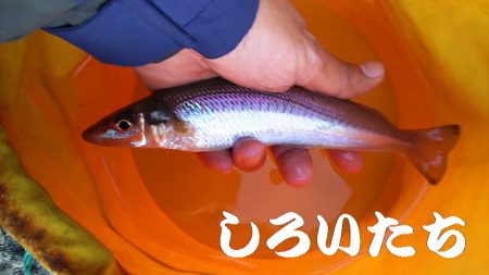 今度は、香住にアジ狙い。