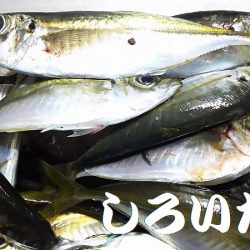 雨のアジ釣り