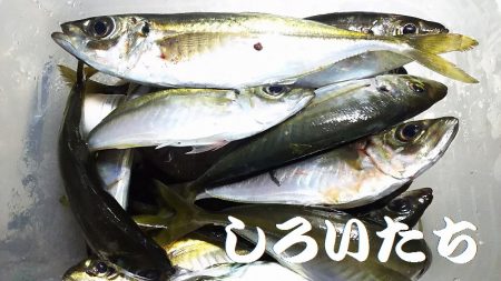 雨のアジ釣り