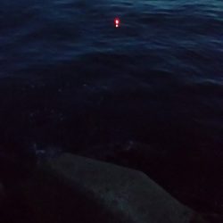 姫路のアジとガシラ