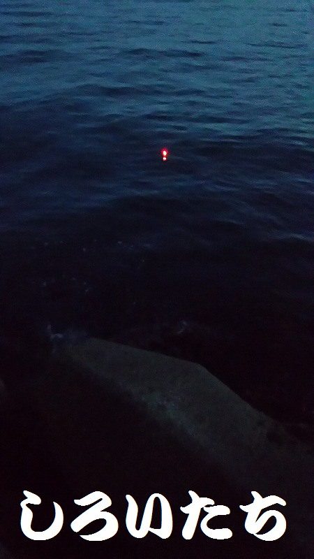 姫路のアジとガシラ