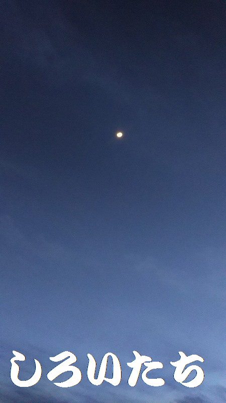 本日も出動、アジとガシラ狙い。