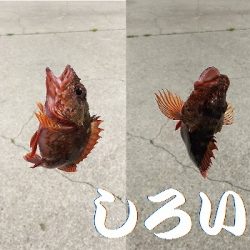 ベラとの戦い。