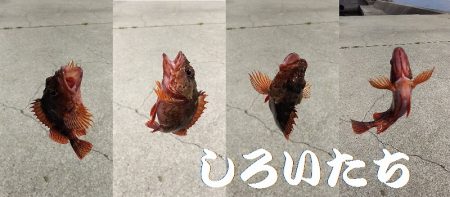 ベラとの戦い。