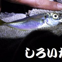 深夜の釣りと真剣アジングなど。