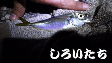 深夜の釣りと真剣アジングなど。