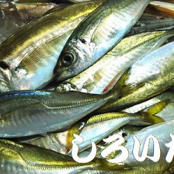 今日は、アジを昨日の倍は釣る。