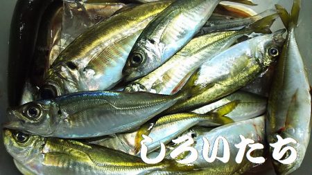 今日は、アジを昨日の倍は釣る。