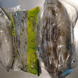 キロアオリイカ３杯