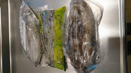 キロアオリイカ３杯