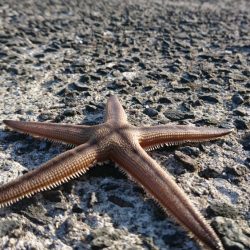 キスを求めて黄昏サーフ旅