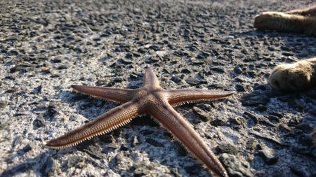 キスを求めて黄昏サーフ旅