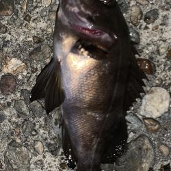 アジングのはずが