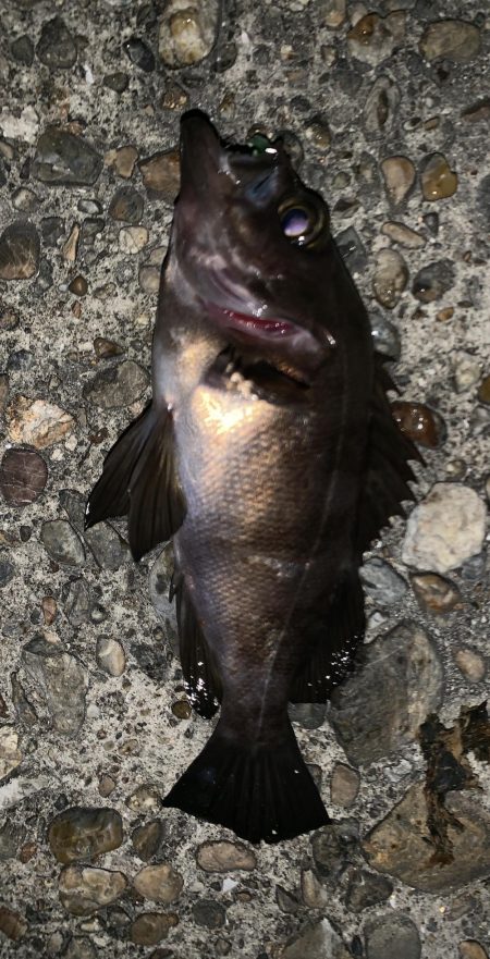 アジングのはずが